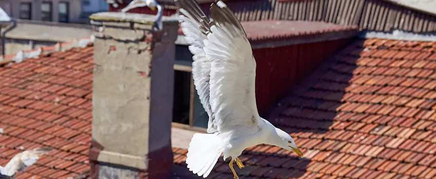 Residential Chimney Animal Removal Solution in Florence, AL